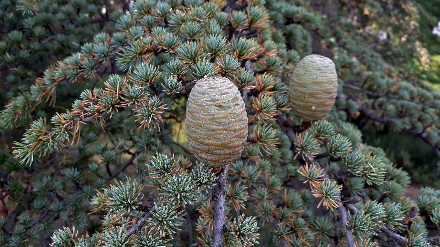 Image of Cedrus libani specimen.