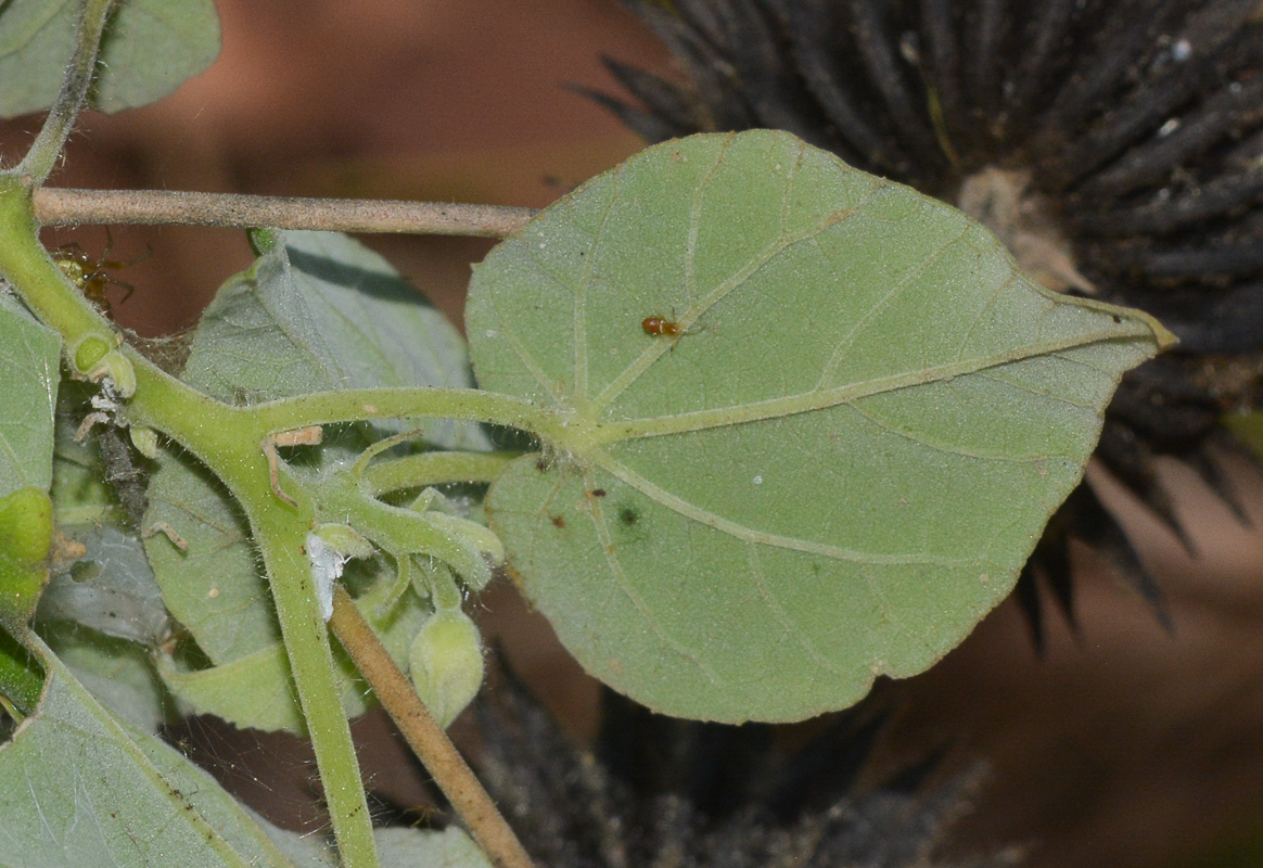 Image of Abutilon mauritianum ssp. zanzibaricum specimen.