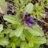 Dracocephalum stellerianum