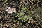 Anagallis tenella. Цветущее и плодоносящее растение. Нидерланды, провинция Gelderland, община Bronkhorst, окр. дер. Zelhem, участок со снятым несколько лет назад верхним слоем почвы. 10 июля 2010 г.