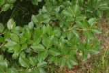 genus Osmanthus