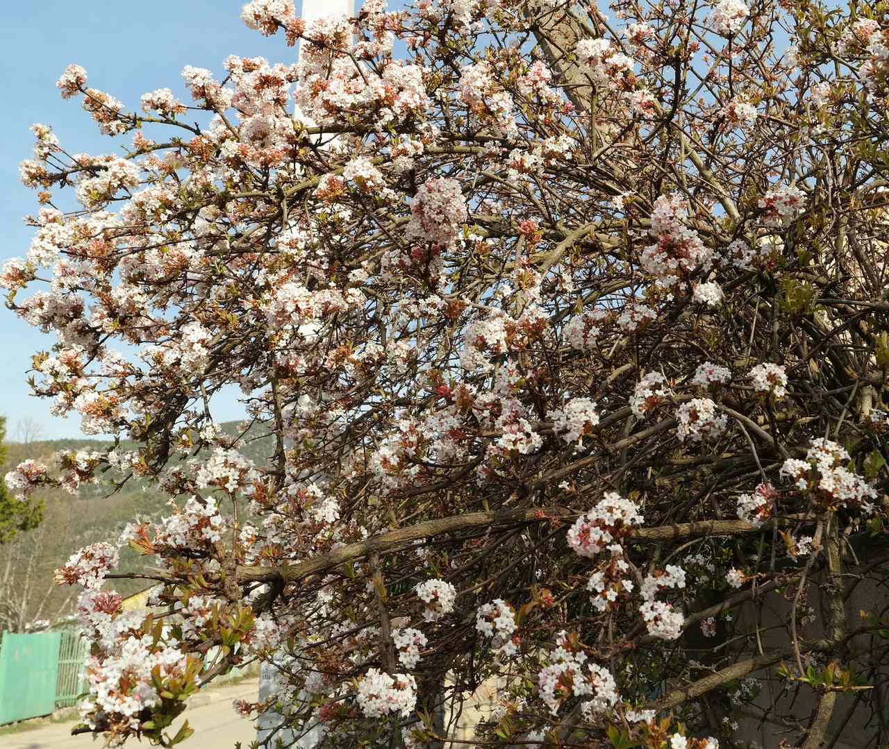 Изображение особи Viburnum farreri.
