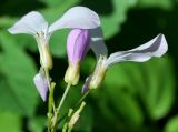 Cardamine quinquefolia