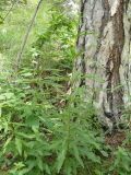 Eupatorium cannabinum