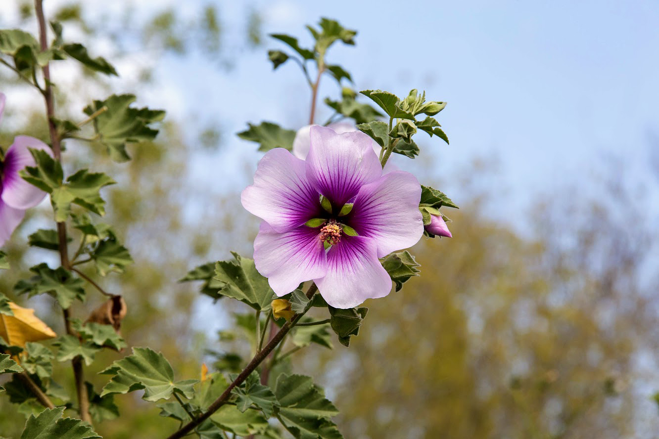 Image of Malva subovata specimen.