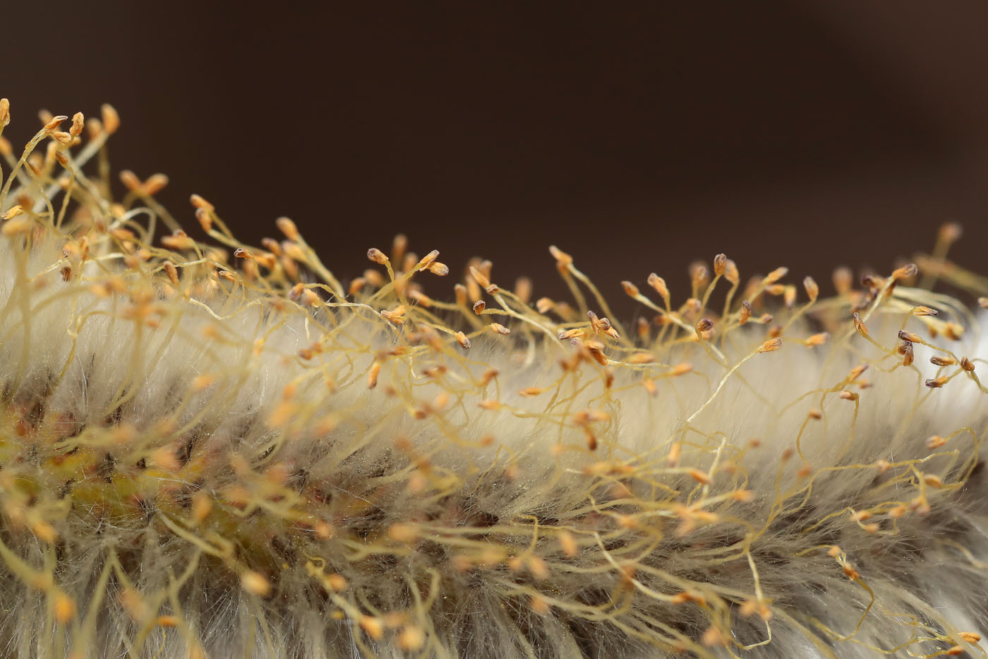 Image of genus Salix specimen.