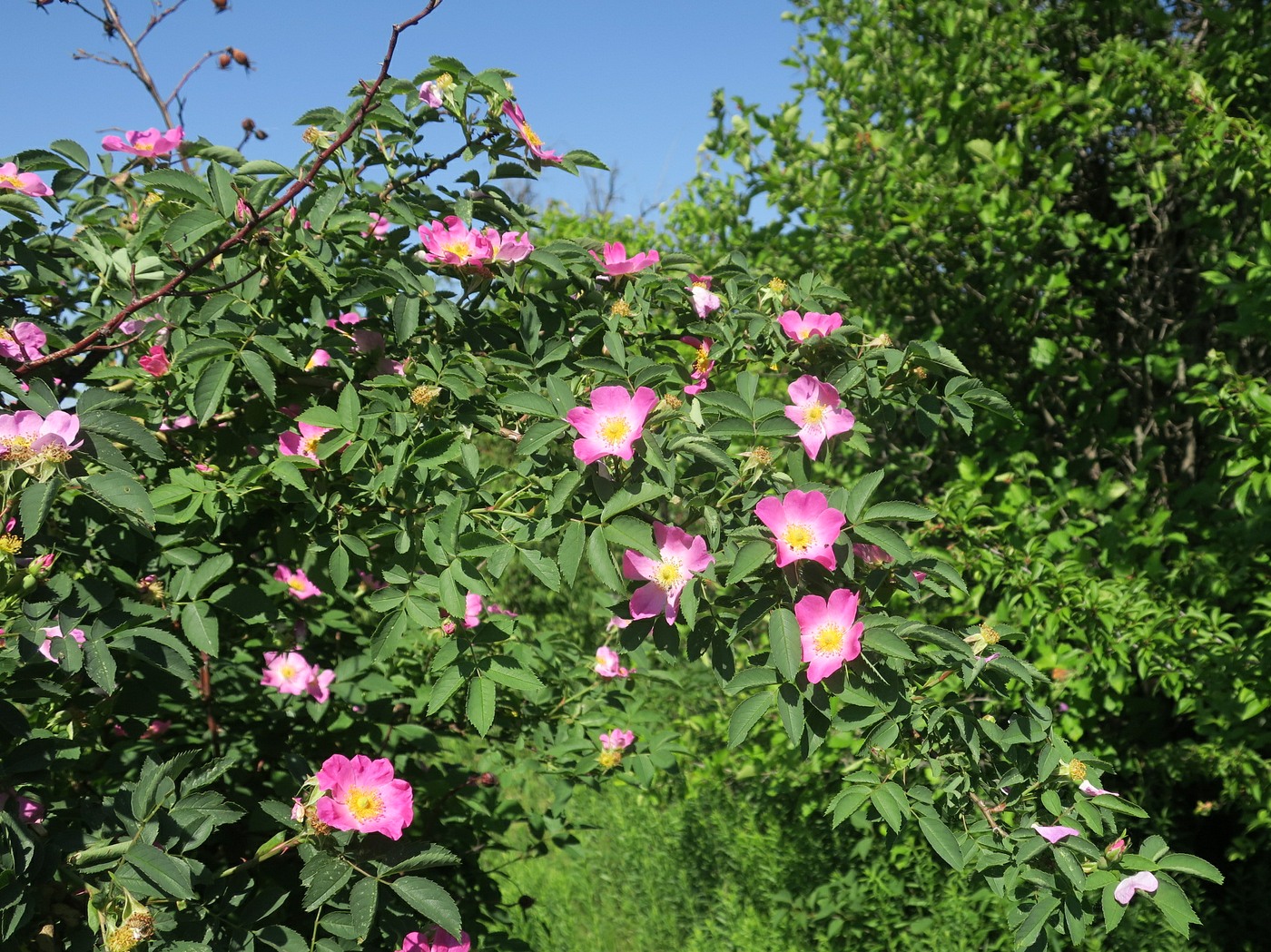 Изображение особи Rosa subafzeliana.