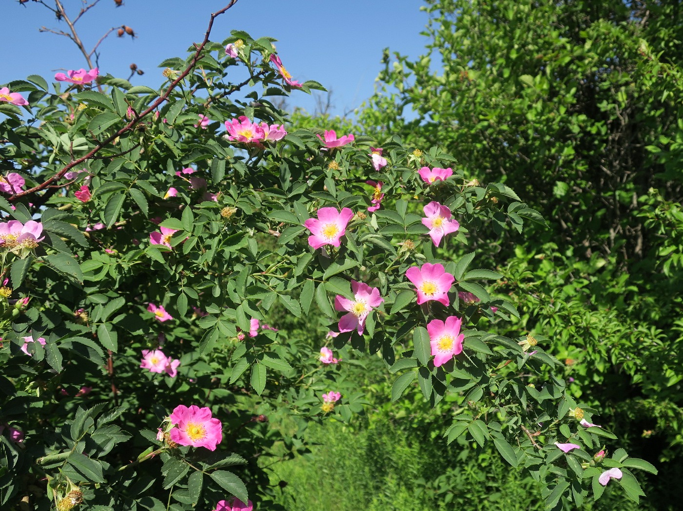 Image of Rosa subafzeliana specimen.