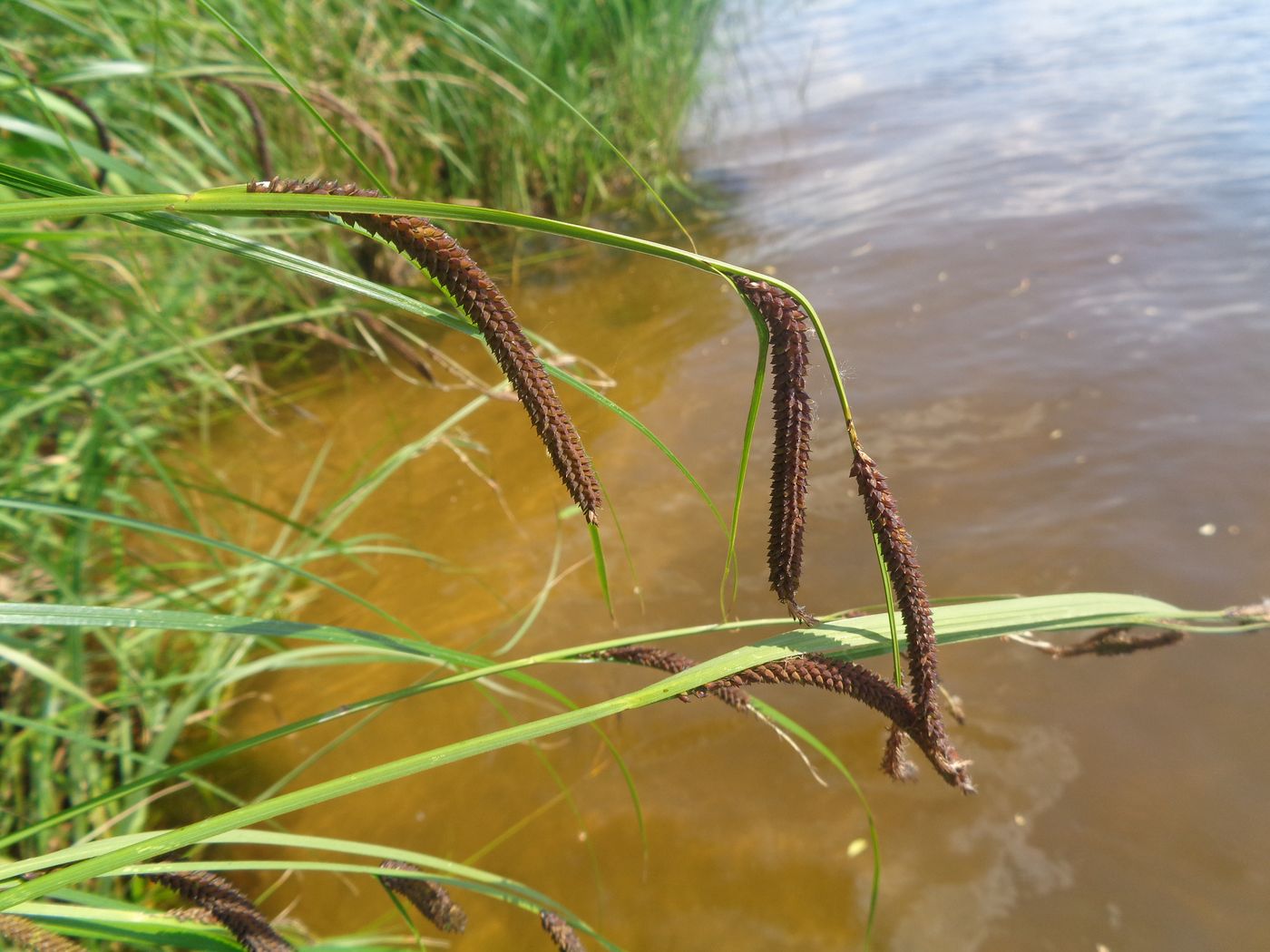 Image of Carex acuta specimen.