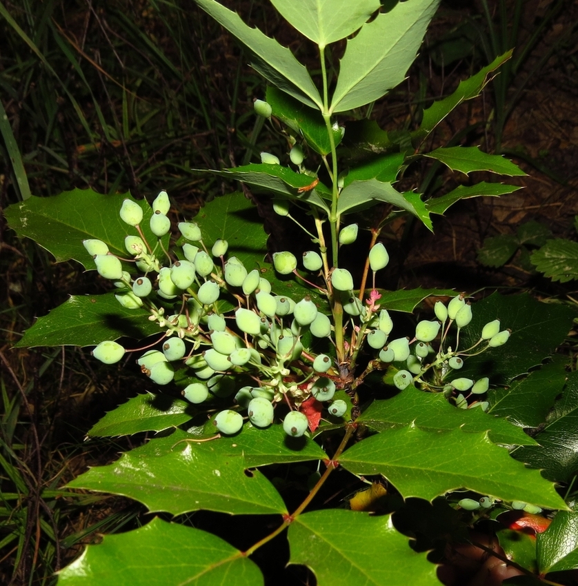 Изображение особи Mahonia aquifolium.