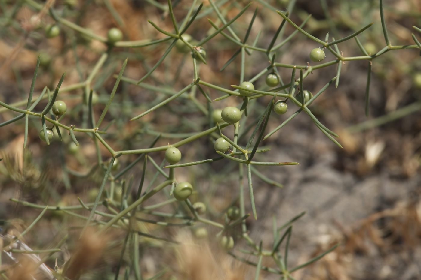 Изображение особи Asparagus ferganensis.