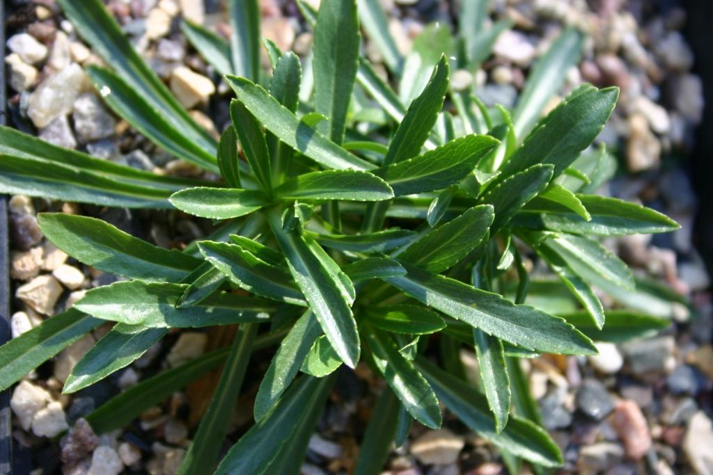 Image of Campanula dzaaku specimen.