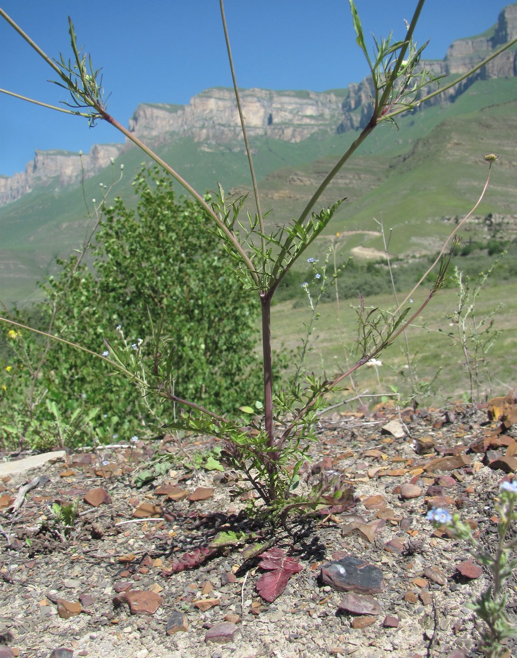 Image of Scabiosa ochroleuca specimen.