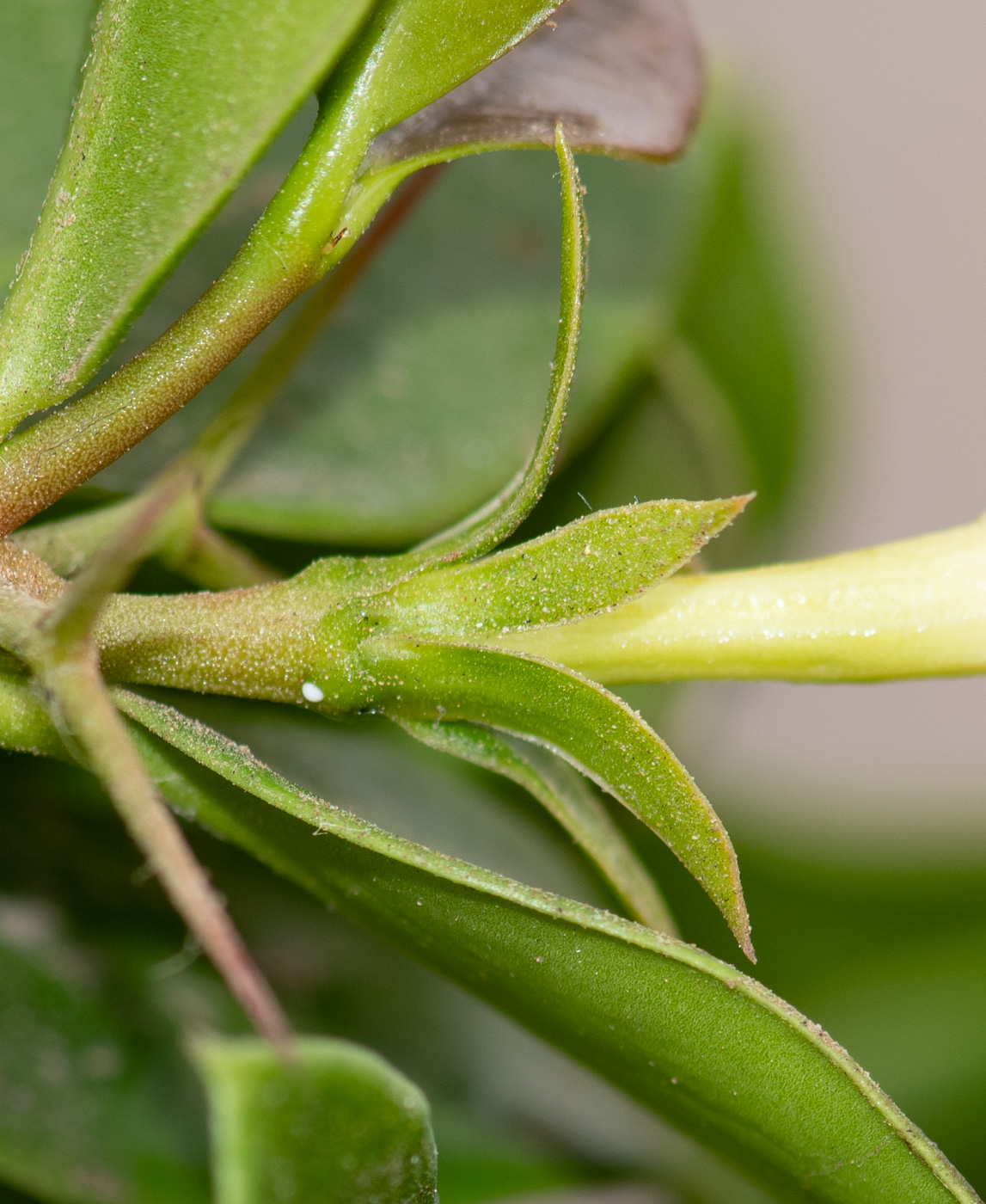 Image of Carissa macrocarpa specimen.