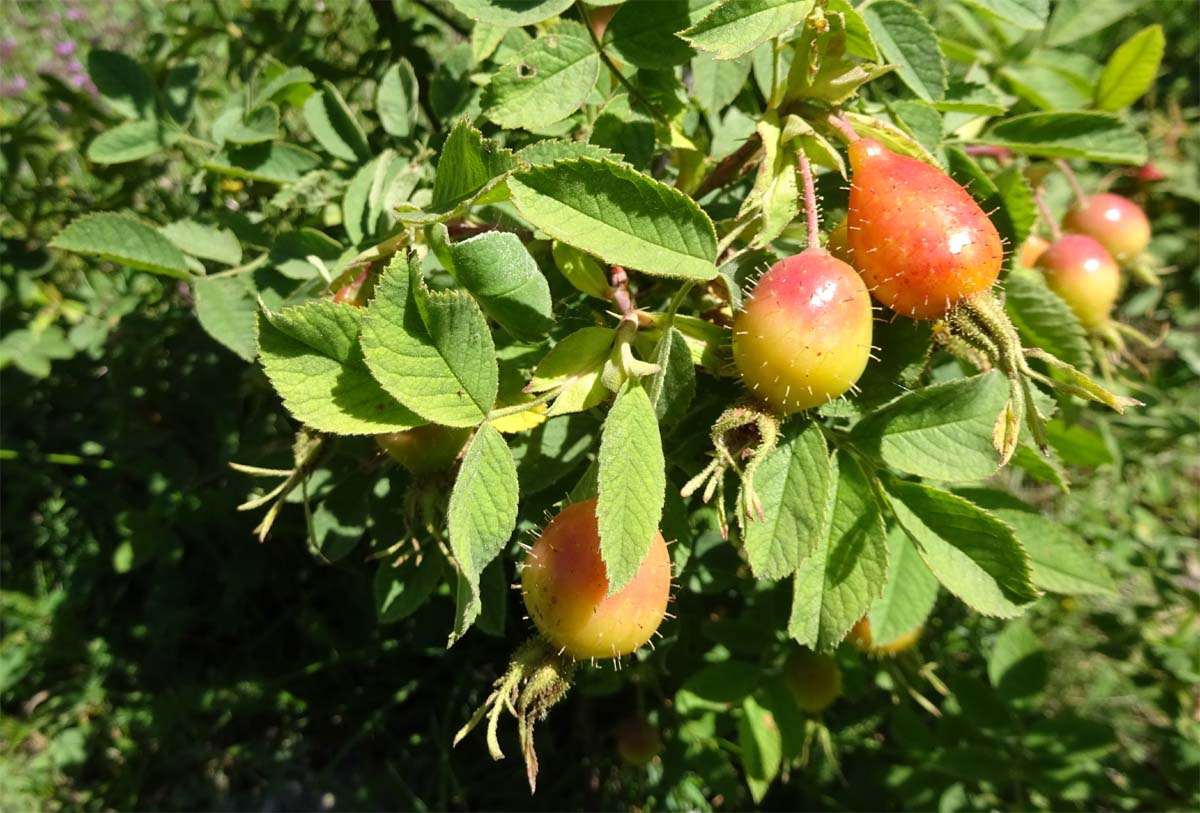 Image of Rosa villosa specimen.