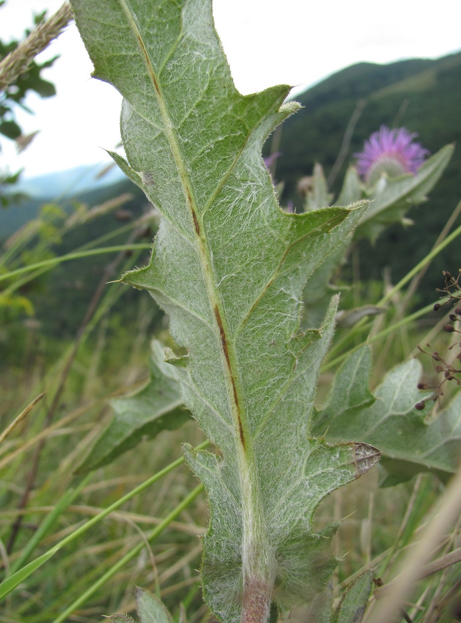 Image of Cirsium euxinum specimen.