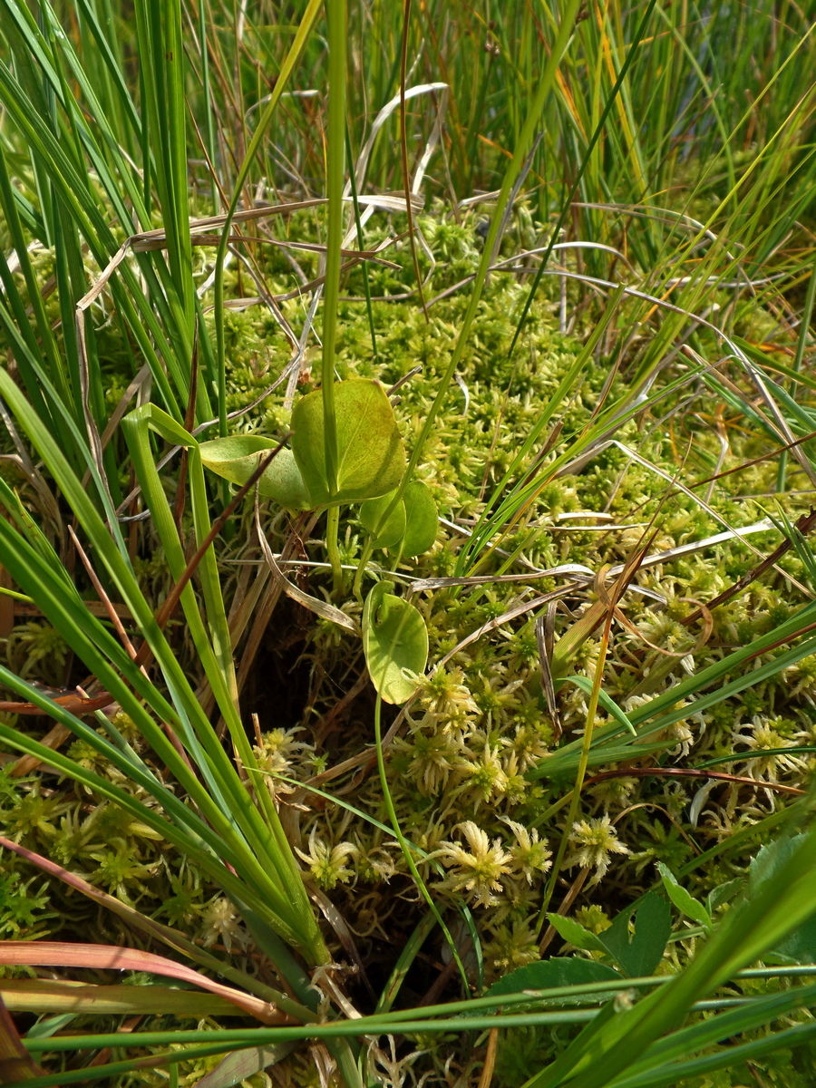 Изображение особи Parnassia palustris.