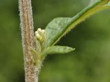 Artemisia integrifolia