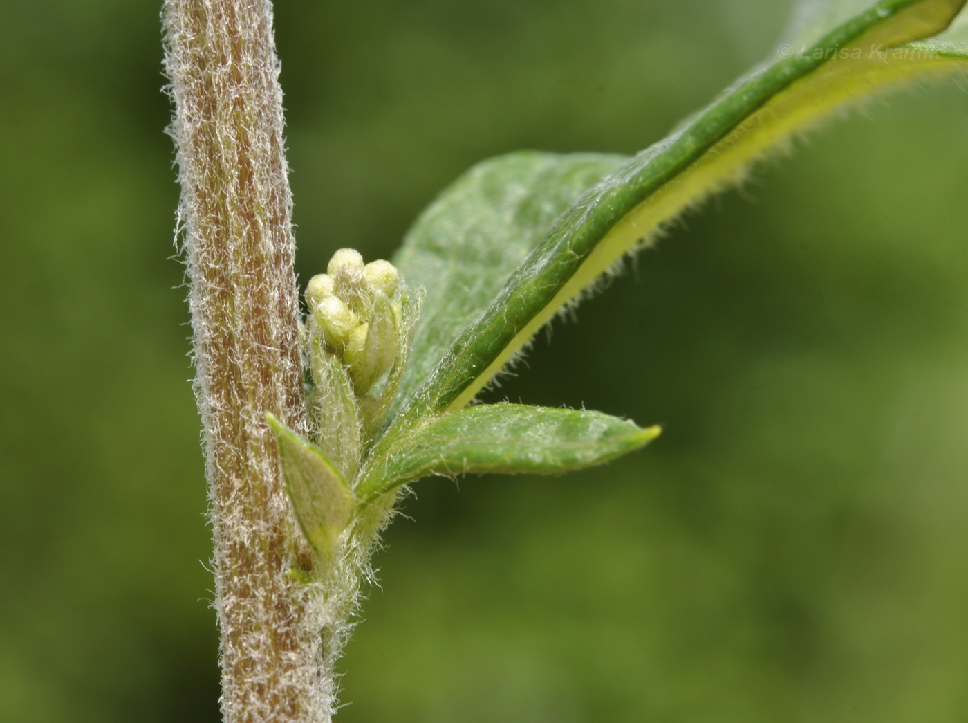 Image of Artemisia integrifolia specimen.