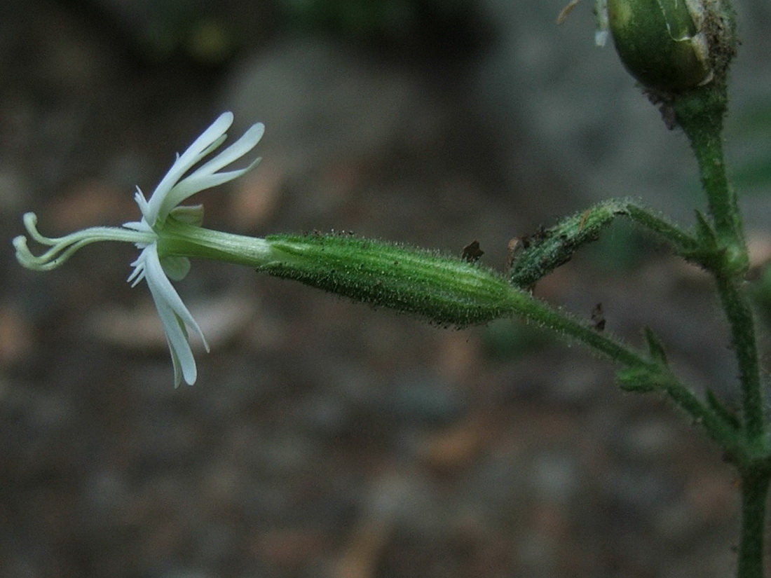 Image of Silene viridiflora specimen.