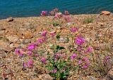 Silene armeria. Цветущее растение. Сербия, национальный парк Тара, плоскогорье Равна Тара, западный берег оз. Заовине, каменистый склон. 11.07.2019.