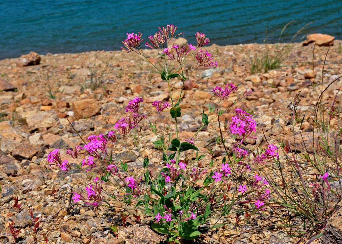 Изображение особи Silene armeria.