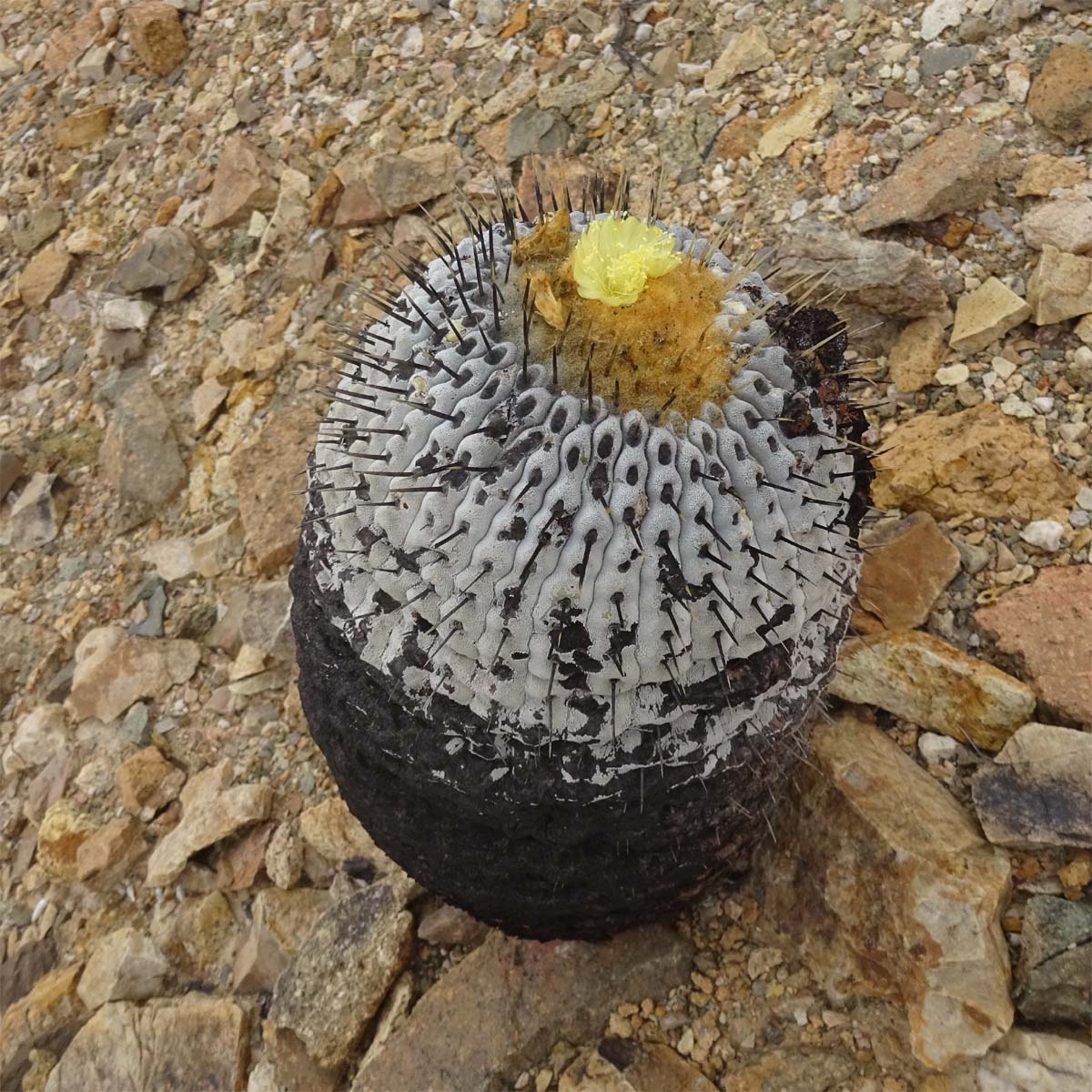 Изображение особи Copiapoa columna-alba.