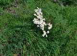 Pyrethrum corymbosum. Цветущее растение (рядом видны вайи Pteridium aquilinum). Сербия, национальный парк Тара, плоскогорье Равна Тара, западный берег оз. Заовине, опушка сосняка. 11.07.2019.