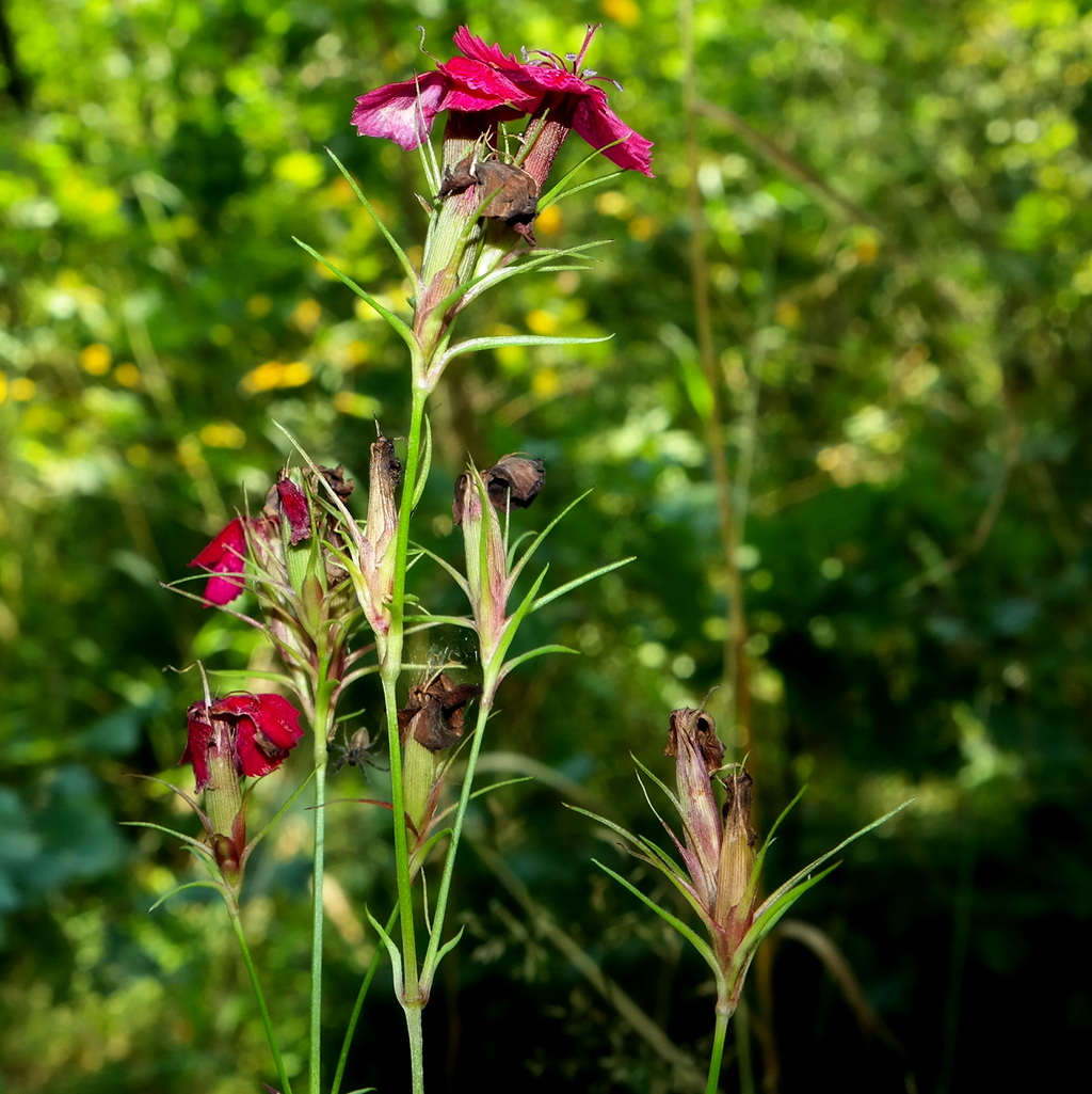 Изображение особи род Dianthus.