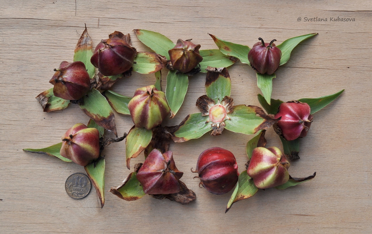 Image of Trillium flexipes specimen.