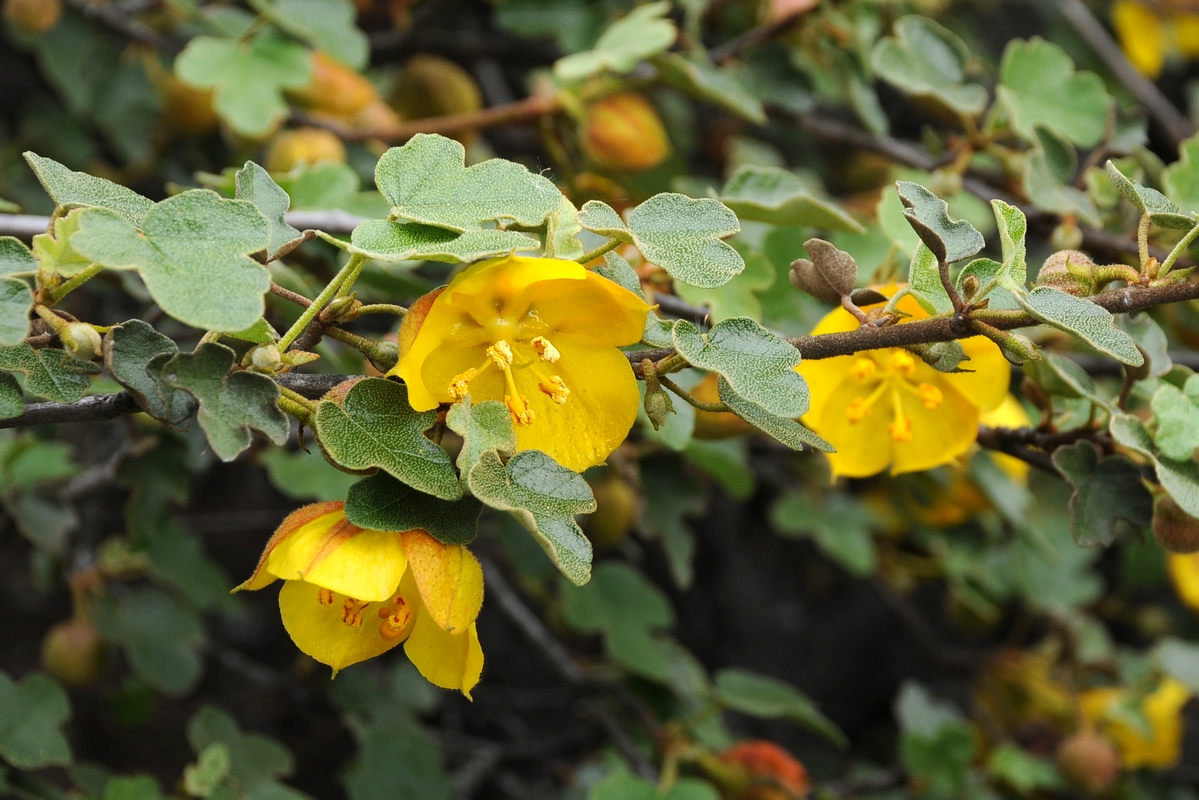 Image of Fremontodendron californicum specimen.