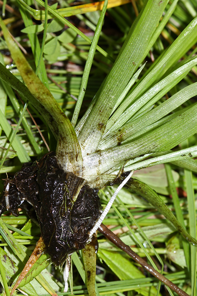 Image of Eriocaulon chinorossicum specimen.