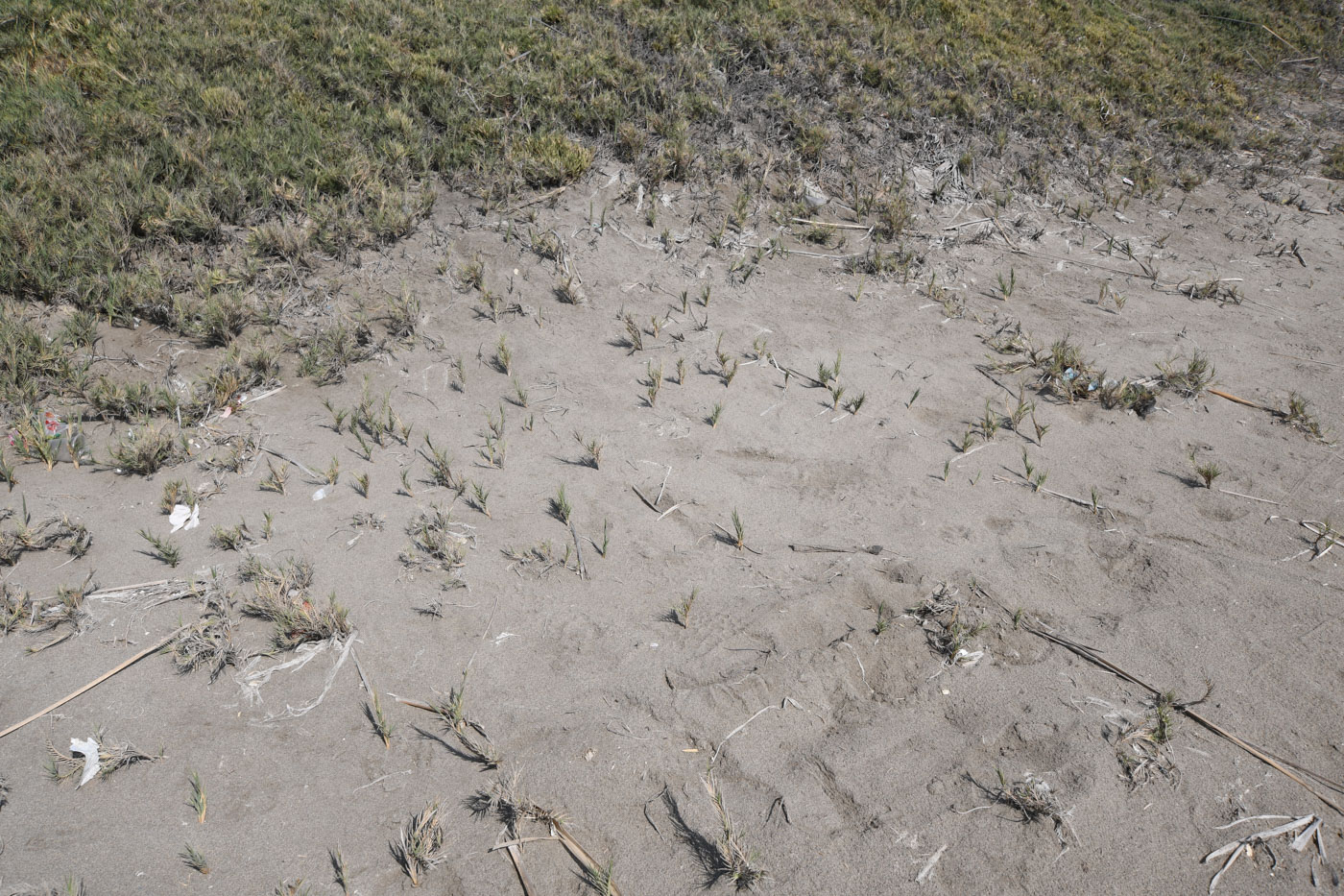 Image of Distichlis spicata specimen.