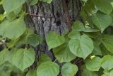 Hydrangea petiolaris. Фрагмент ветви на стволе дерева. Сахалинская обл., Томаринский р-н, окр. г. Томари, средняя часть склона сопки, смешанный лес. 31.07.2017.