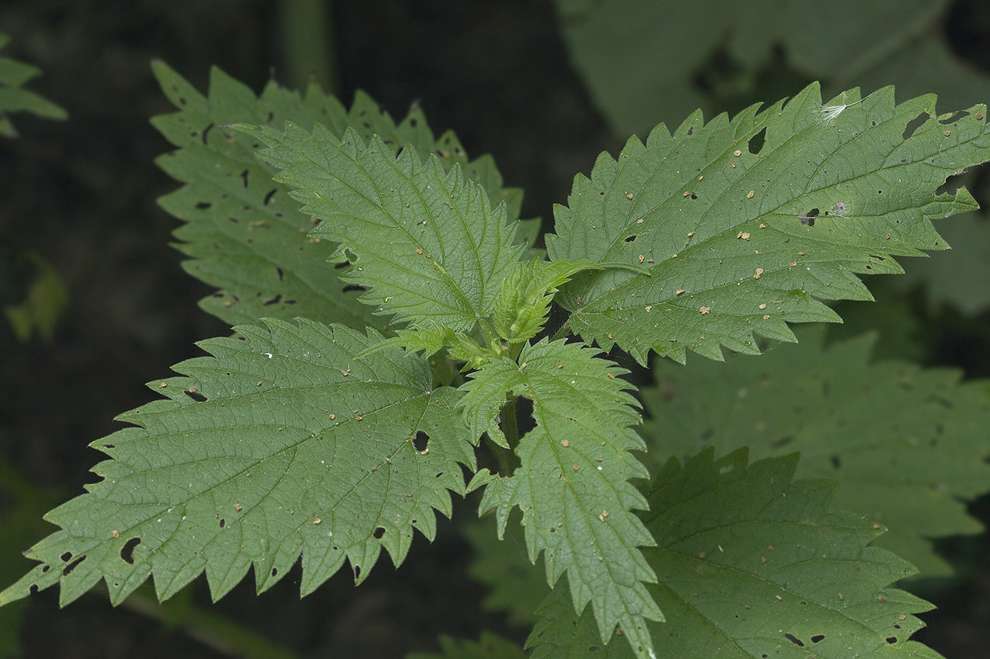 Image of Urtica platyphylla specimen.