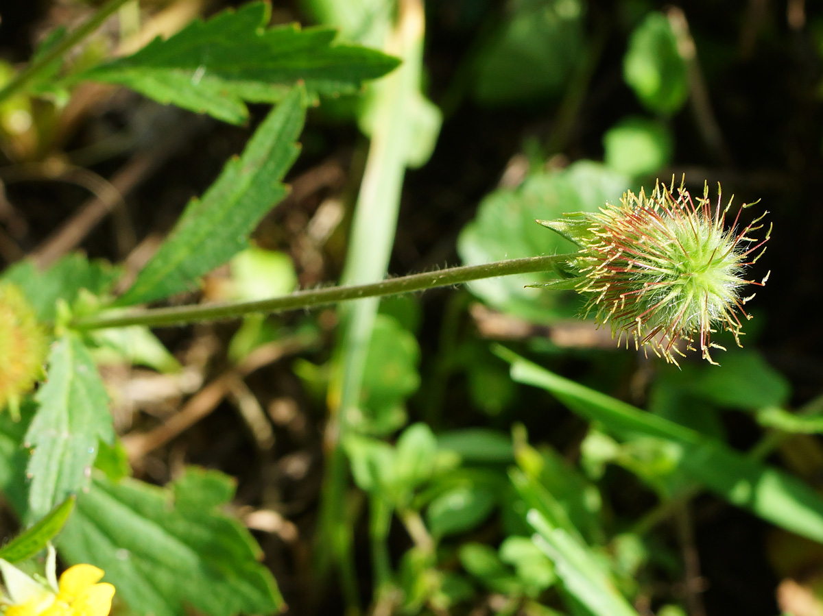 Изображение особи Geum macrophyllum.