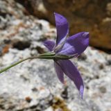 Campanula alberti. Цветок. Казахстан, Туркестанская обл., Толебийский р-н, территория Сайрам-Угамского национального парка; Угамский хребет, ≈ 1850 м н.у.м., дол. р. Сайрам-су, на скале. 04.07.2019.