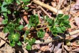 Portulaca oleracea