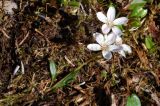 Claytonia tuberosa