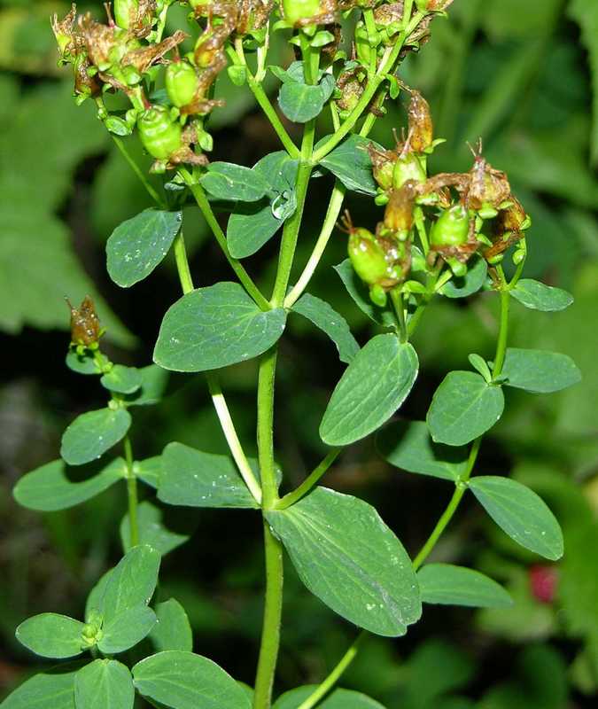 Image of Hypericum kamtschaticum specimen.