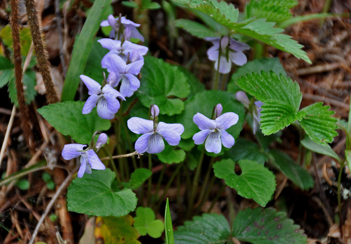 Image of Viola selkirkii specimen.