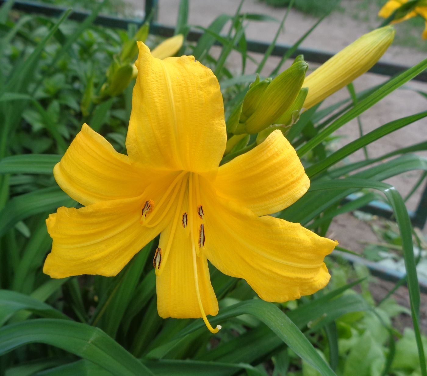 Изображение особи род Hemerocallis.