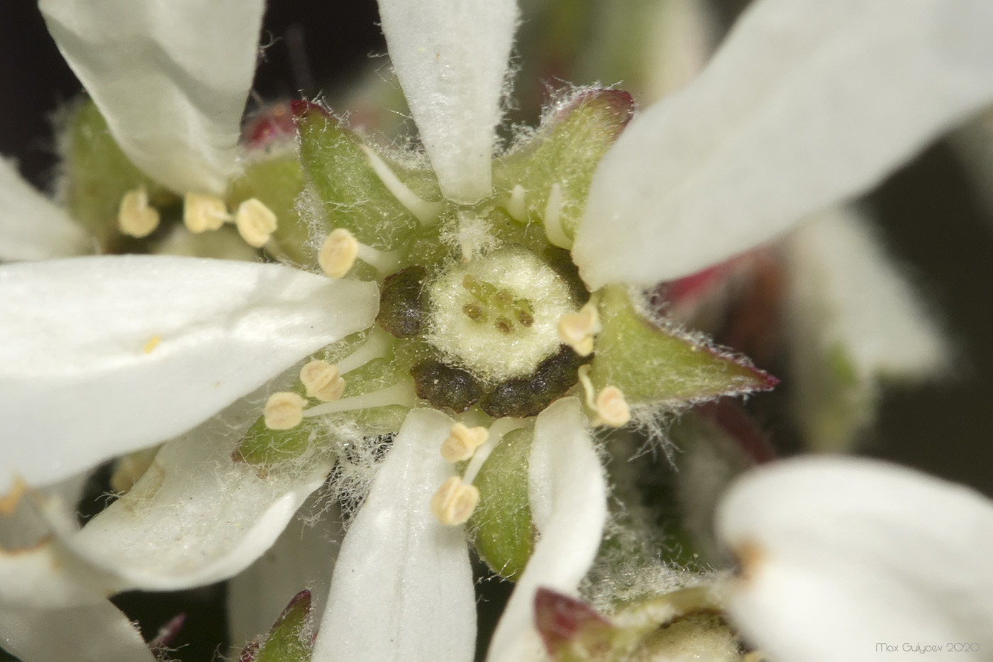 Image of Amelanchier ovalis specimen.