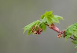 Acer pseudosieboldianum