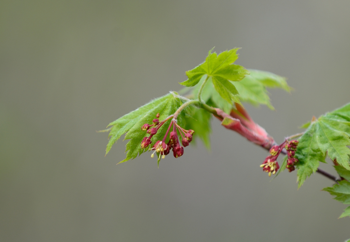 Image of Acer pseudosieboldianum specimen.