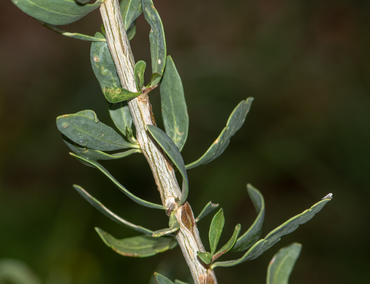 Image of Lycium bosciifolium specimen.
