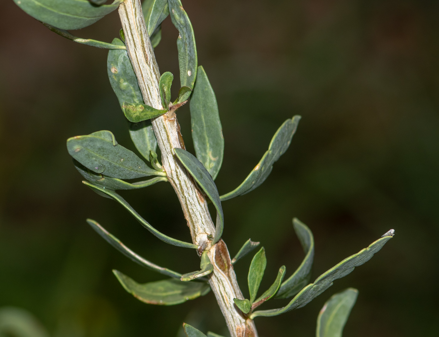 Изображение особи Lycium bosciifolium.