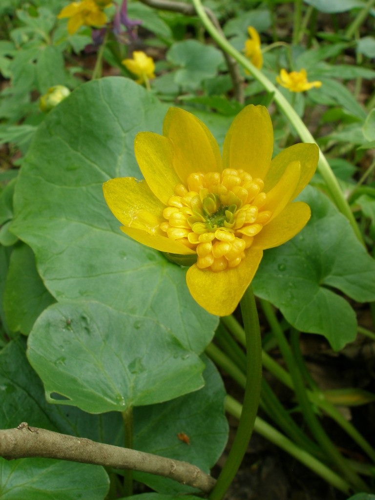 Image of Ficaria verna specimen.