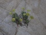 Crithmum maritimum