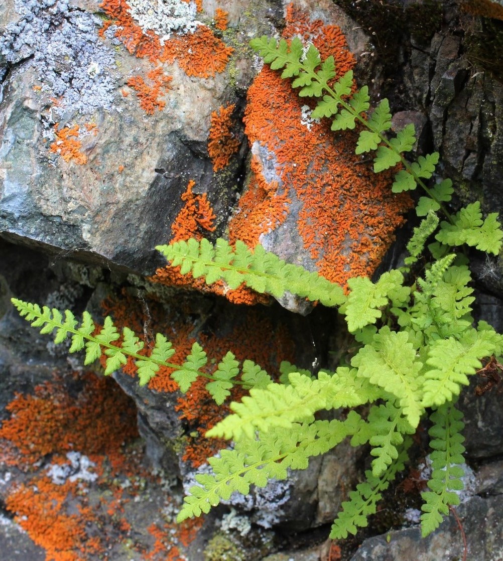 Image of Woodsia intermedia specimen.